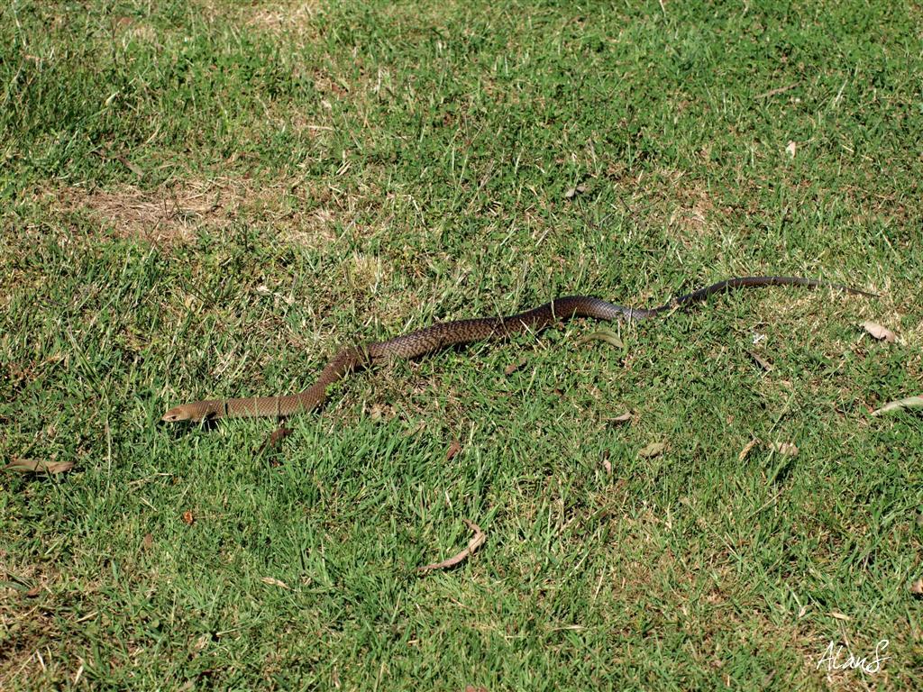 Eastern Brown Snake