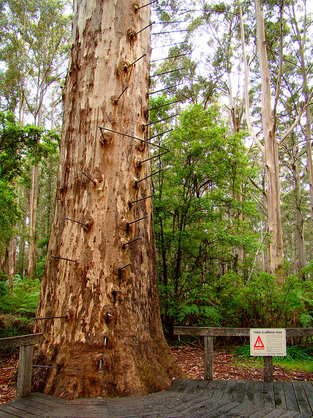 Pemberton_Gloucester_Tree_Base