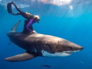 The Top 10 Deadliest Animals in Australia
