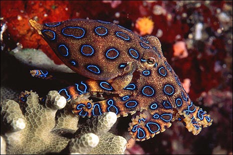 Blue Ringed Ocotpus