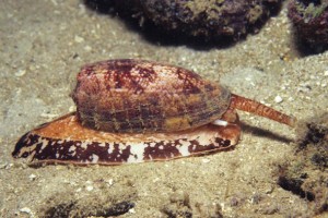cone snail