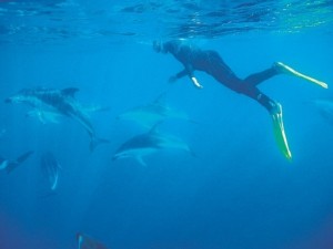Swimming With Wild Dolphins
