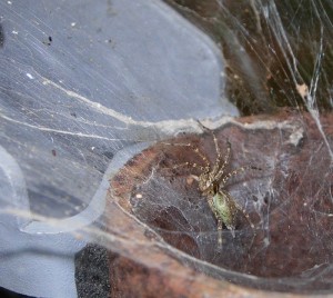 funnel web spider