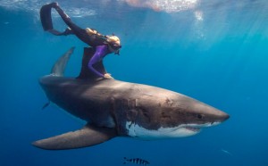great white