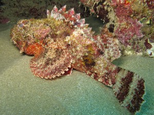 Stone Fish