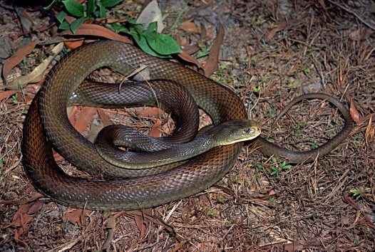 Coastal Taipan